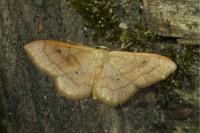 Idaea rubraria