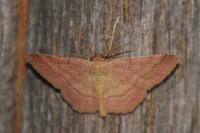 Scopula rubiginata