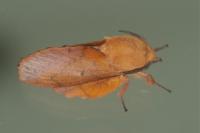 Gastropacha quercifolia