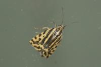 Emmelia trabealis