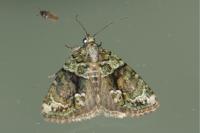 Cryphia algae