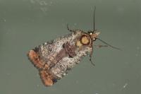 Epilecta linogrisea