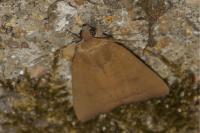 Noctua interjecta