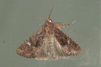 Mesapamea secalella/secalis