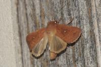 Mythimna albipuncta