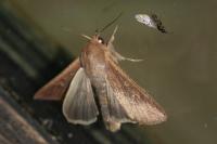 Mythimna unipuncta