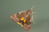 Noctua janthe/janthina