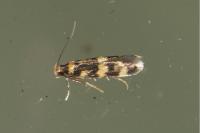 Oegoconia caradjai
