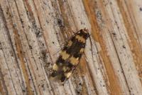 Oegoconia caradjai