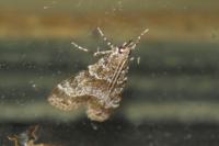 Eudonia mercurella