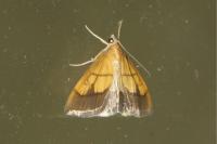 Evergestis limbata