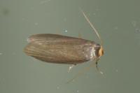 Achroia grisella