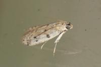 Phycitodes binaevella