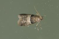 Elegia atrifasciella