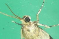 Acrobasis fallouella