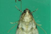 Acrobasis fallouella
