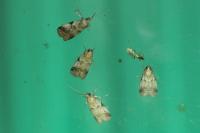 Acrobasis fallouella