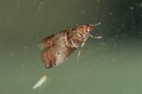 Acrobasis advenella
