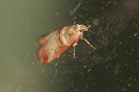 Acrobasis tumidana