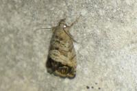 Cydia splendana