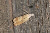 Eucosma conterminana