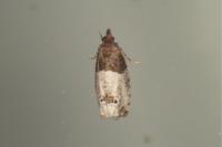 Notocelia roborana