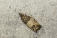 Spilonota ocellana