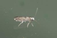 Paraswammerdamia albicapitella