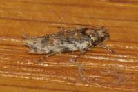 Psoricoptera gibbosella