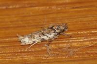 Psoricoptera gibbosella