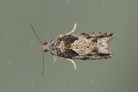 Epinotia nisella