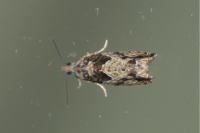 Epinotia nisella