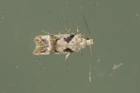 Caryocolum blandellum