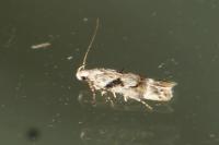Caryocolum blandellum