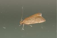 Helcystogramma lutatella