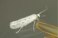 Yponomeuta