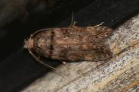 Teleiopsis diffinis