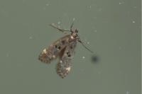 Dichomeris alacella