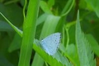 Celastrina argiolus