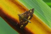 Pyrausta aurata
