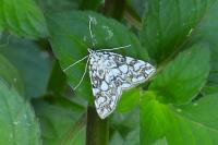 Elophila nymphaeata