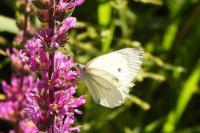 Pieris napi