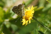 Lycaena tityrus
