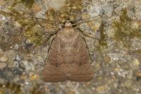 Hoplodrina blanda