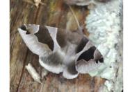 Dysgonia algira