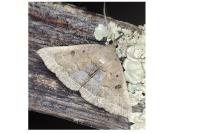 Polypogon plumigeralis