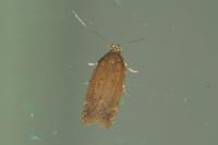 Bryotropha terrella
