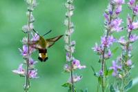 Hemaris fuciformis