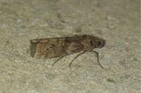 Phycita roborella