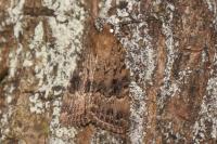 Amphipyra pyramidea